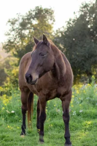 Brown horse standing calmly in a lush wildflower meadow at PMR’s sanctuary, surrounded by trees and sunlight.