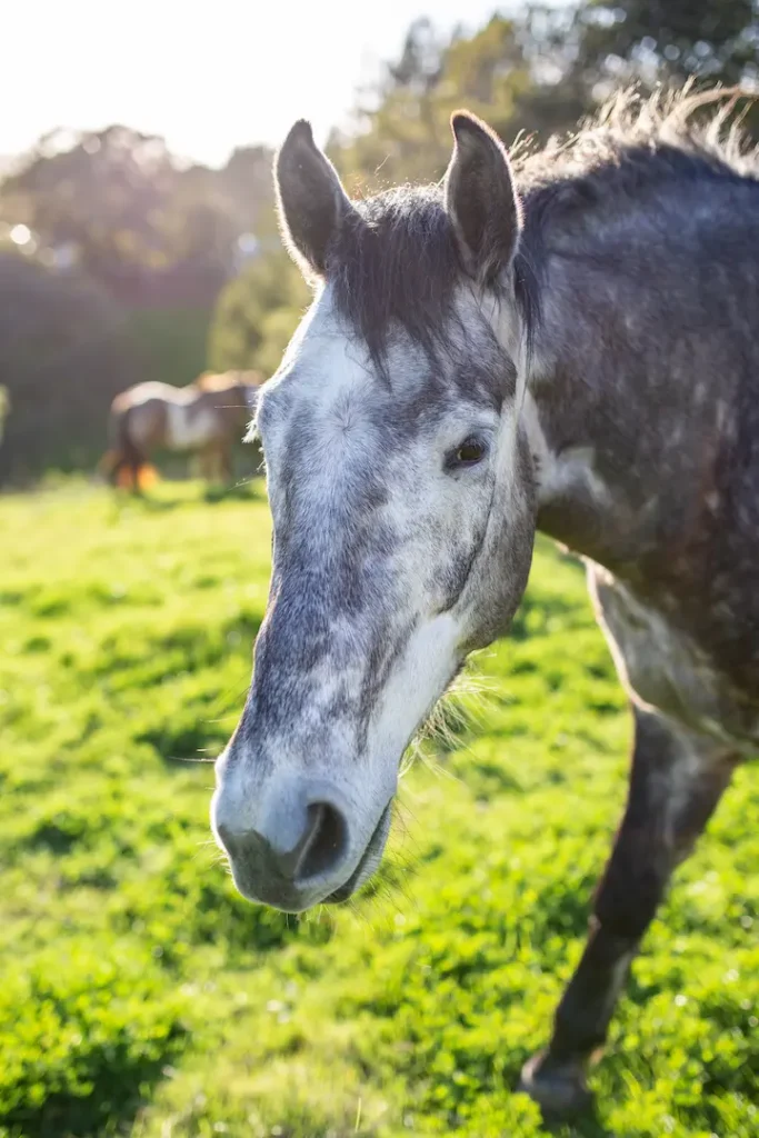 Close-up of a gray horse standing in a sunlit grassy field at PMR’s sanctuary, with another horse grazing in the background.