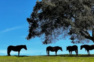 Five horses standing peacefully on a grassy hill under a large tree at PMR’s sanctuary.
