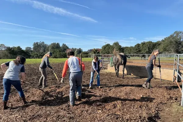 pmr volunteer cleanup horse care teamwork