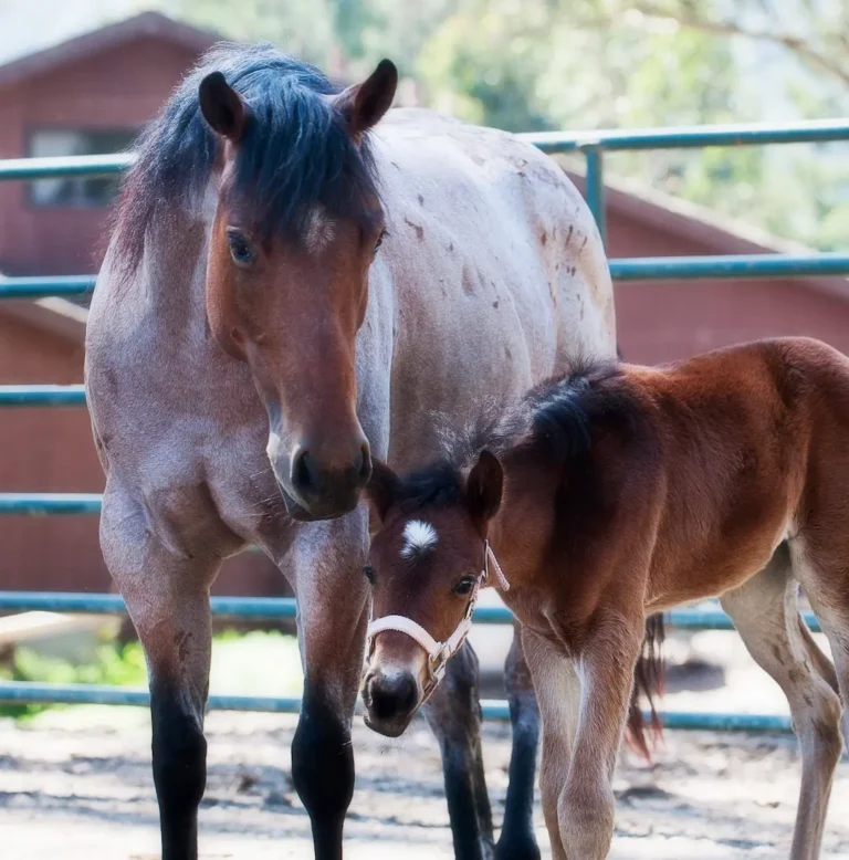 Rescued mare standing with her foal at Pregnant Mare Rescue